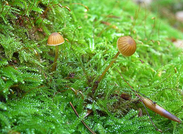 La Flora fungina negli aspetti microclimatici subtropicali